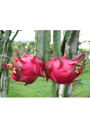 Ejderha Meyvesi - Dragon Fruit Tohumu Tropikal Meyve Tohumları 10 Adet Tohum