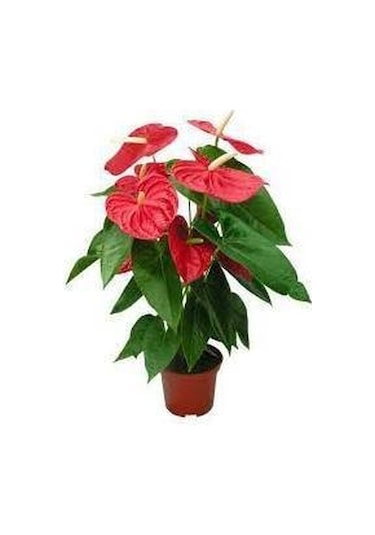 Antoryum Çiçeği - Özel Günler İçin