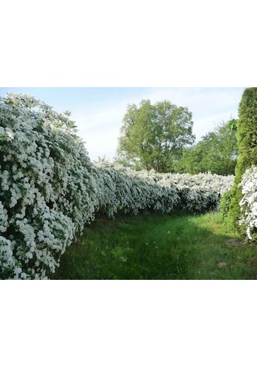 Keçi Sakalı Fidanı 60-80 Cm Boy Gösterişli Çiçekli Bahçe Bitkisi