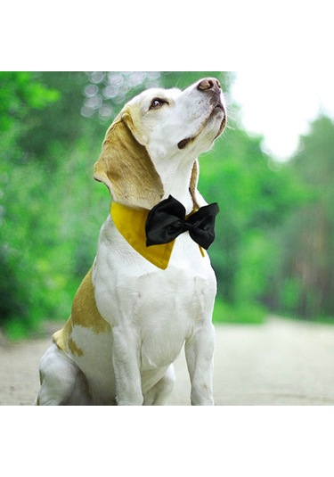 Homyl Ayarlanabilir Pet Köpek Tasması Köpekler Turuncu-s Turuncu