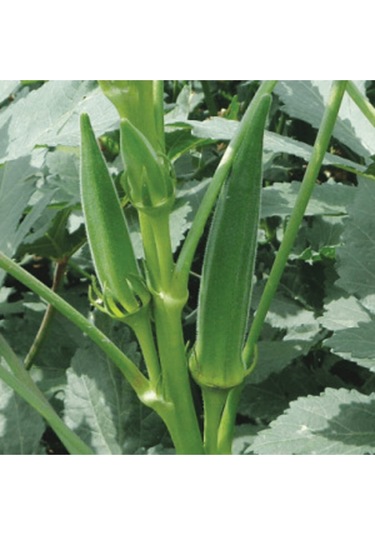 Bamya Tohumu 10 Adet Tohum
