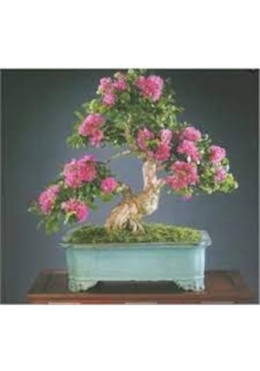 15 Adet Nadir Gül Ağaç Ağacı Bonsai Çiçeği Tohumu Saksı Toprak Sü