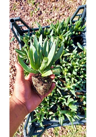 Mezar - Kabir Çiçekli Bitki Seti - 90 Adet Kaz Ayağı + 20 Kg Dolo