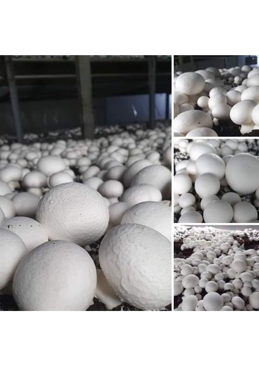 100 Ml Beyaz KüLür Mantarı Tohumu