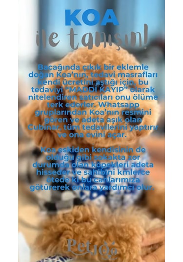 Petjoo 14.Koa Gri-Mavi Qr'lı Köpek Künyesi