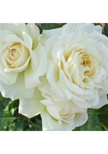 Tüplü Aşılı Yoğun Kokulu Yediveren Alaska Sarmaşık Gül Fidanı