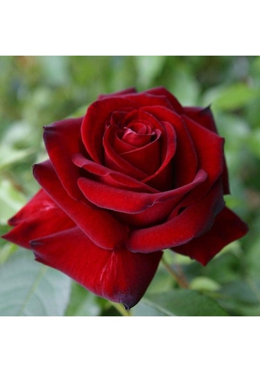 Tüplü Ve Aşılı Kırmızı Gül Fidanı Kökü 3 Yaş