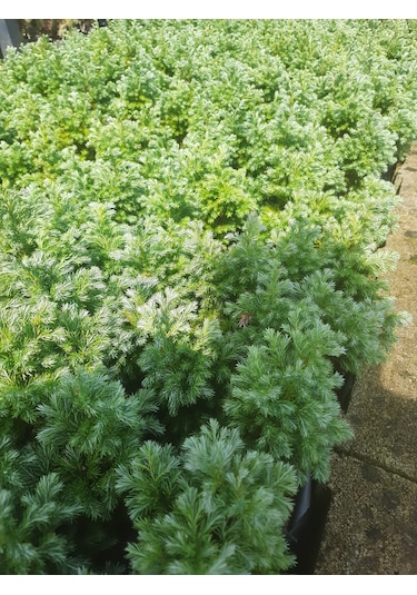 Boulevard Savara Yer Örtücü Yalancı Servi Fidanı 1-2 Yaş Arası