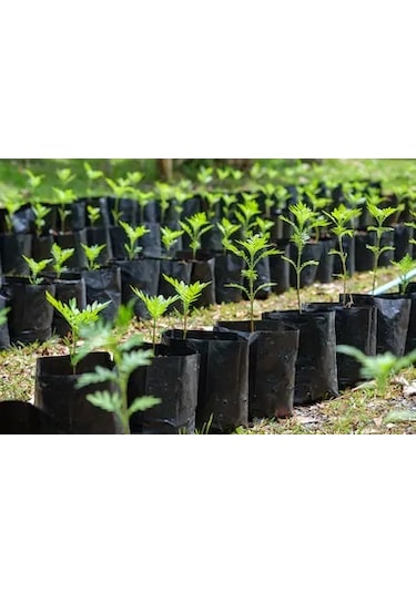 Fidan Poşeti 25X50 Cm Körüklü Fidan Torbası Fide Fidan Poşetleri