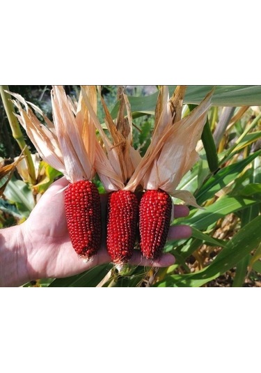 Kırmızı Mini Çilek Mısırı Tohumu