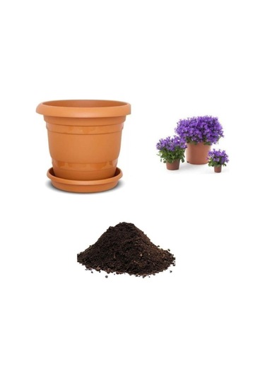 Mor Kadeh Çiçeği Tohumu Ekim Seti