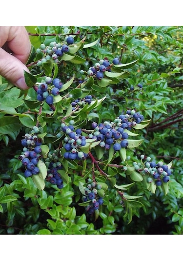 Yaban Mersini Fidanı 3-4 Yaş 80-100 Cm