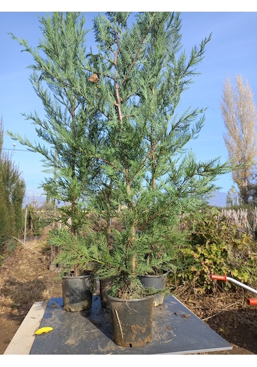 Leylandi, Çit Çamı 100-130 Cm. Boyunda, 2 Litre Saksıda