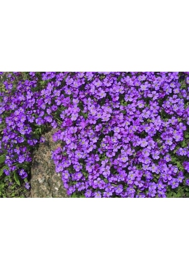 200+ Aubrieta Mor Çiçekli Yer Örtücü Tohumu N113737