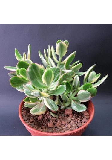 Serada Decor Plant Crassula Ovata Variegata Para Ağacı Jade Plant