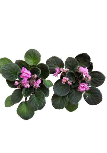 2 Adet Katmerli Afrika Menekşesi Yerli Üretim Pembe Renk