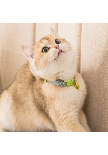 Zilli Kedi Tasması