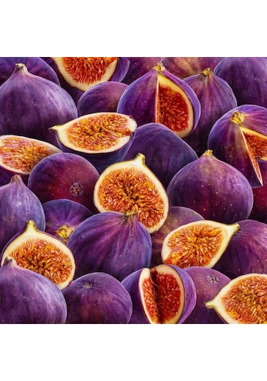 Mor Fatih İncir Fidanı 20-40 Cm Saksılı