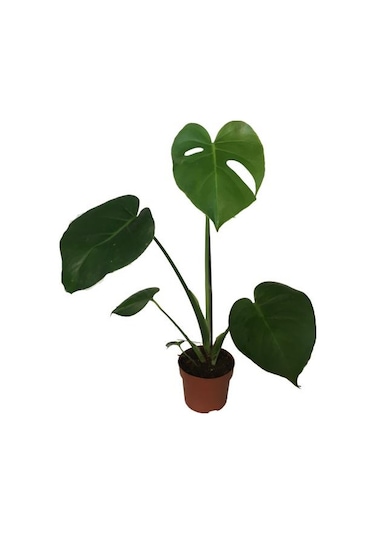 Monstera Deliciosa Deve Tabanı 60-70 Cm Tek Köklü