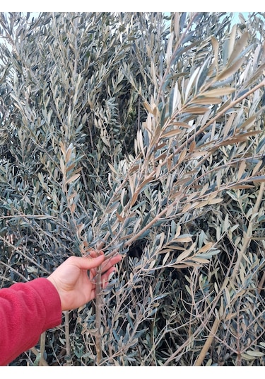 Gemlik Trilye Zeytin Fidanı 5 Yaş 1,5 Metre Boy