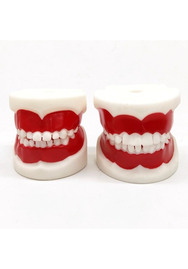1 Adet Çocuklar İçin Diş Eğitim Modeli/Standart Diş Çocuk Diş Modeli Çocuk Diş Diş Modeli Öğretim Eğitim Ağız Bakımı 1 Pc For 6-9 Years Old