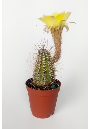 Lobivia Aurea Sarı Çiçek Açan Kaktüs Özel Tür Bol Yavru 5.5 CM Kahverengi Saksıda
