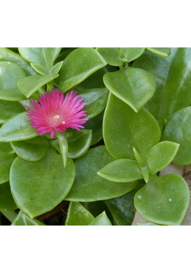 Buz Çiçeği Fidesi Fidanı 3 Adet 10-20 Cm Aptenia Cordifolia