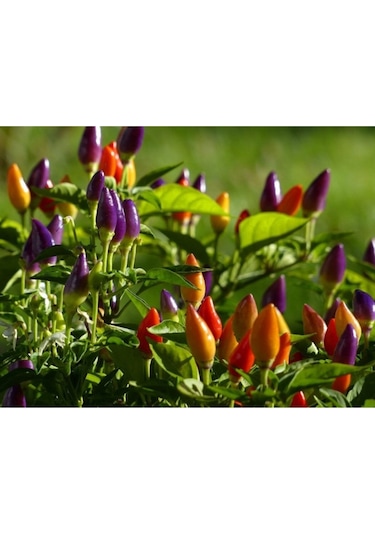 Karışık Renk - Gökkuşağı Süs Biberi Tohumu