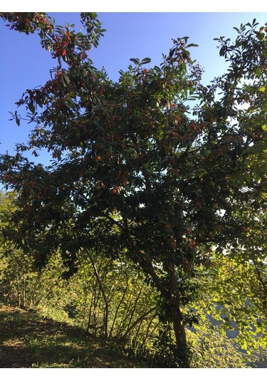 Güz Karayemişi , Özel Ürün 80 120 Cm Tüplüdür