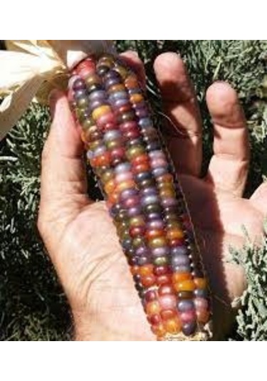100 Adet Tohum Nadir Renkli Boncuk Mısır Tohumu Organik Bahçe