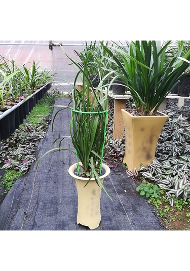 Tenfowee Bitki Desteği Ayağı, Orkide Ve Sukulentler İçin Yaprak Tutucu, 12 Cm Çapında S Boy, 3'lü Paket