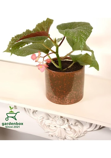 Çilli Begonya Çiçeği 1 Adet 8,5 Saksılı 10-20cm
