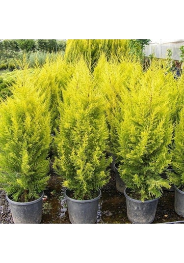 Rüzgarbotanik Limon Çamı Fidanı 40Cm- 60Cm