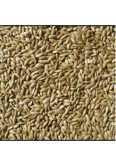 Kanarya Yemi Sade 10 KG