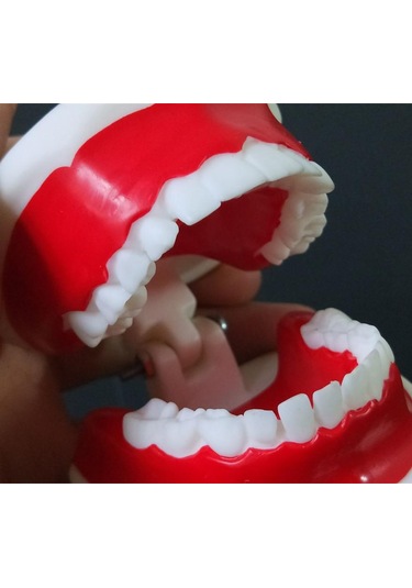 1 Adet Çocuklar İçin Diş Eğitim Modeli/Standart Diş Çocuk Diş Modeli Çocuk Diş Diş Modeli Öğretim Eğitim Ağız Bakımı 1 Pc For 6-9 Years Old