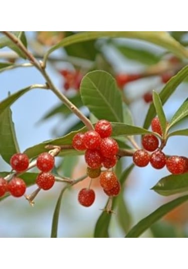 Bahçevilya Güz Yemişi Fidanı 2 Yaşında Tüplü