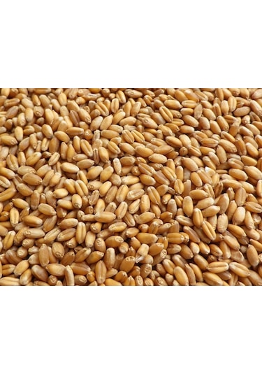 Buğday Yem 25 Kg Doğal Buğday Yemi Tavuk Yemi Kuş Yemi
