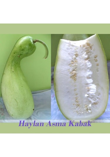 Asma Su Süla Kabağı Tohumu 5 Adet Doğal Ev Ve Bahçeniz Için Ideal