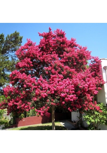Çiçek Verir Durumda Oya Ağacı Fidanı