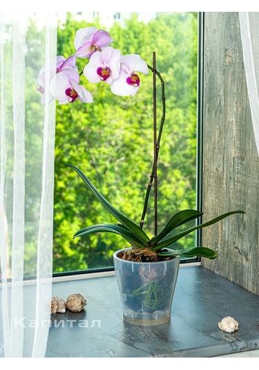 Al'ternativa Orkide Saksısı 2,2 L 3 Adet 163659180