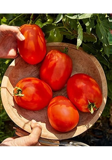 İtalyan Rio GRande Domates Tohumu