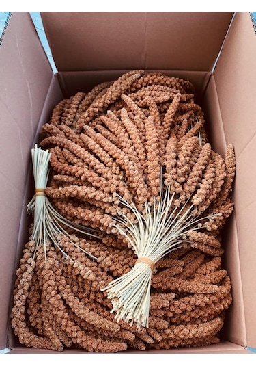 Murtcu Kızıl Dal Darı Protein Deposu Organik Kuş Yemi 1 Kg