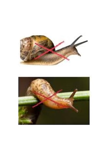 250 Gr. Salyangoz Ilacı. Sümüklü Böcek Ilacı. Sülük Ilacı. 3g Koruma Teknolojisi Ile Kesin Çözüm.