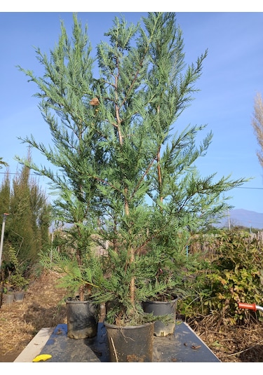 Leylandi, Çit Çamı 100-130 Cm. Boyunda, 2 Litre Saksıda
