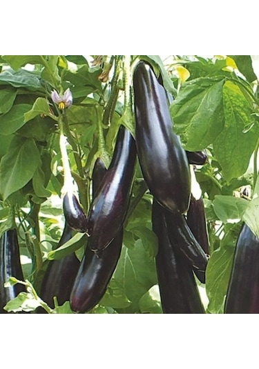 Ata Tohumları Geleneksel Uzun Leziz Yemesi Olan Aydın Siyahı Patlıcan Tohumu 70 Tohum