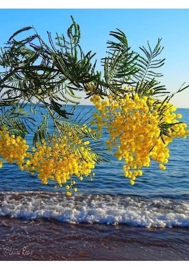 Bahçevilya 2 Yaş Tüplü Mimoza Çiçeği Acacia Dealbata Fidanı
