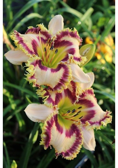 Üç Renkli Zambak Çiçeği Soğanı 3 Adet