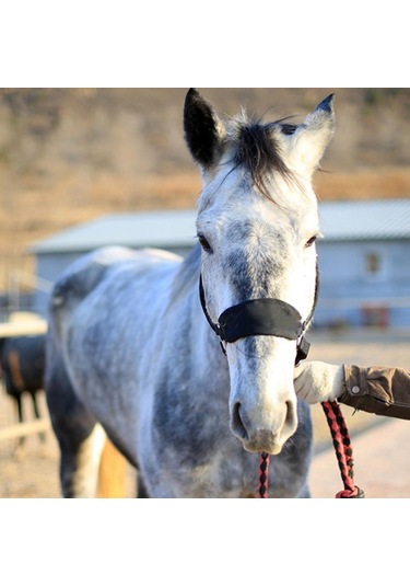 Suntek Kalınlaşmak Midilli At Boyundan Bağlamalı Baş Yaka At Çok Renkli