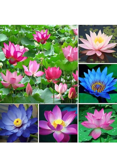 4 Adet Karışık Renklerde Lotus Nilüfer Çiçeği Tohumu