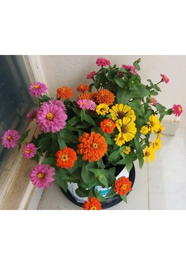 Zinnia Tohumu Zinnia Elegans Saksı Toprak Seti